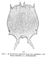 Brachionus caudatus var. aculeatus f. lateralis - Original description image