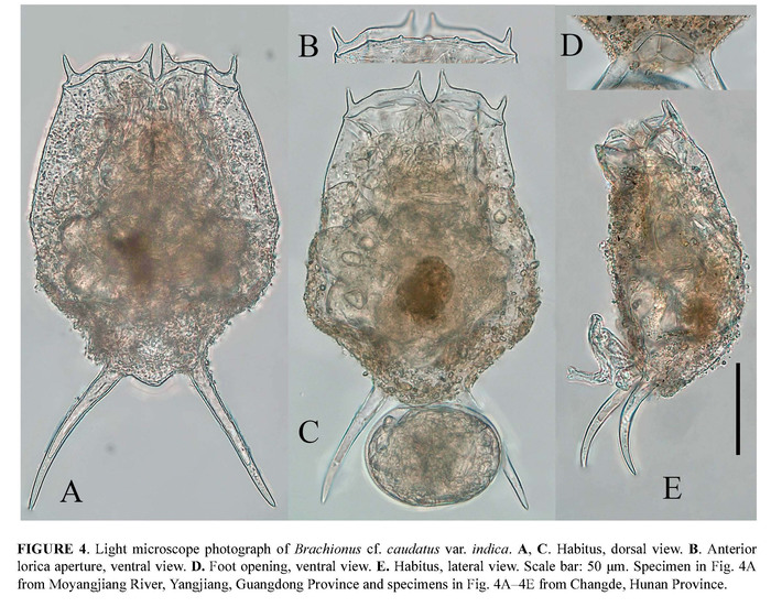 Brachionus caudatus var. indica