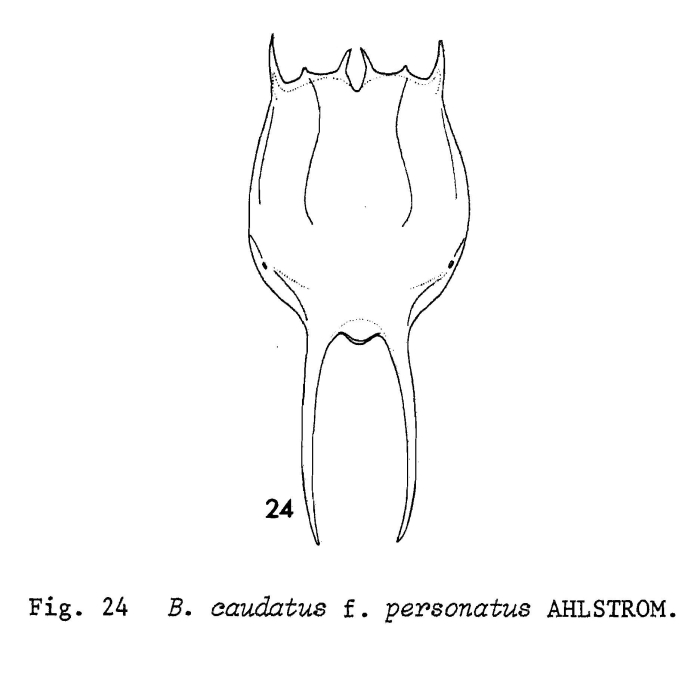 Brachionus caudatus var. personatus