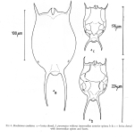 Brachionus caudatus var. personatus