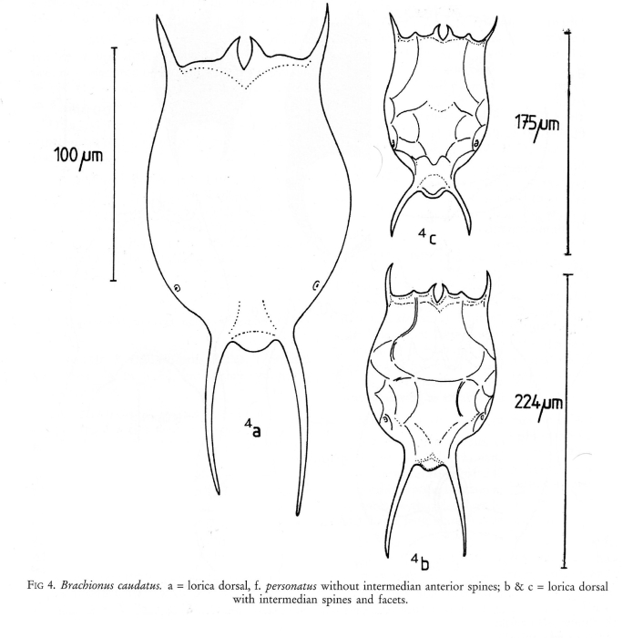 Brachionus caudatus var. personatus