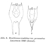 Brachionus caudatus var. personatus