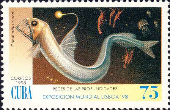 Chauliodus sloanei Chauliodus sloanei