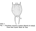 Brachionus caudatus var. personatus
