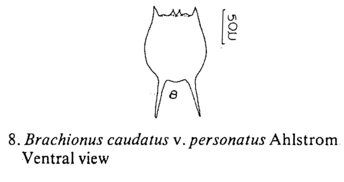 Brachionus caudatus var. personatus
