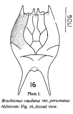 Brachionus caudatus var. personatus