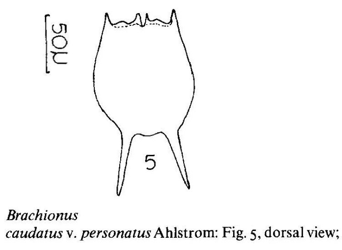 Brachionus caudatus var. personatus