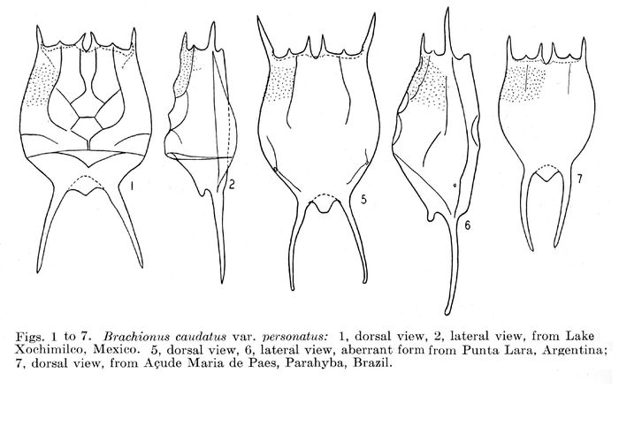 Brachionus caudatus var. personatus - Original description image