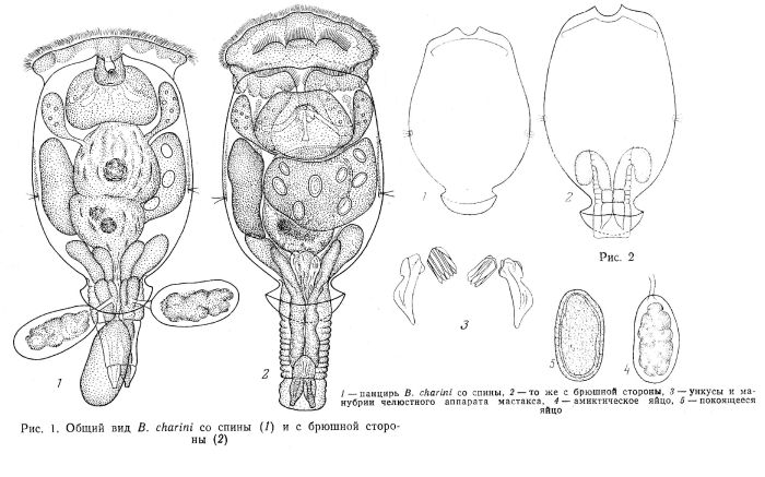 Brachionus charini - Original description image