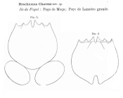 Brachionus chavesi - Original description image