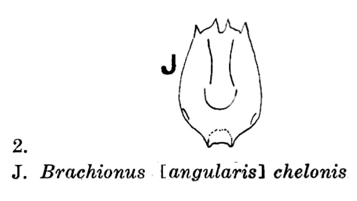 Brachionus chelonis