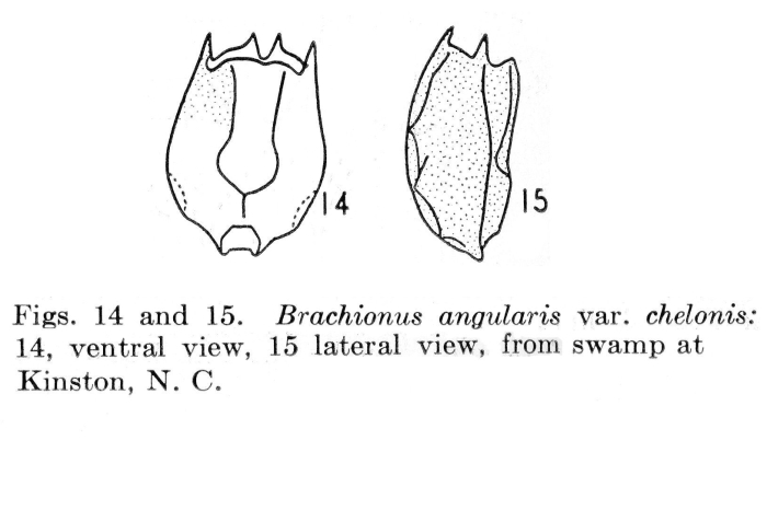 Brachionus chelonis - Original description image