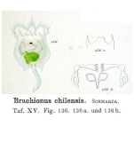 Brachionus chilensis - Original description image