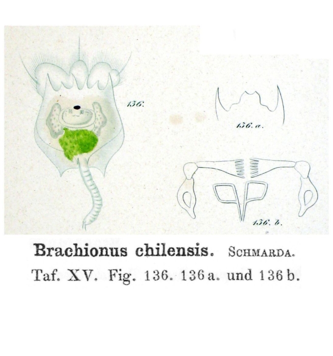 Brachionus chilensis - Original description image