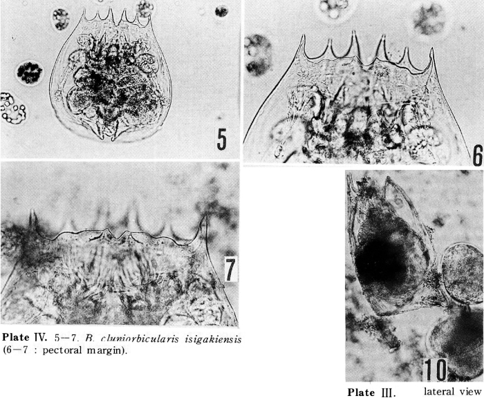 Brachionus cluniorbicularis isigakiensis - Original description image