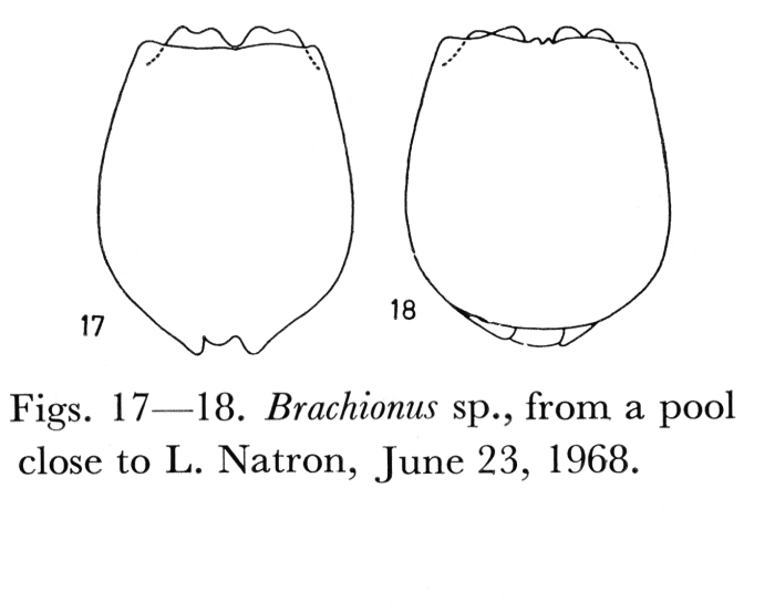 Brachionus cochlearis f. magadiensis