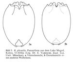 Brachionus cochlearis f. magadiensis