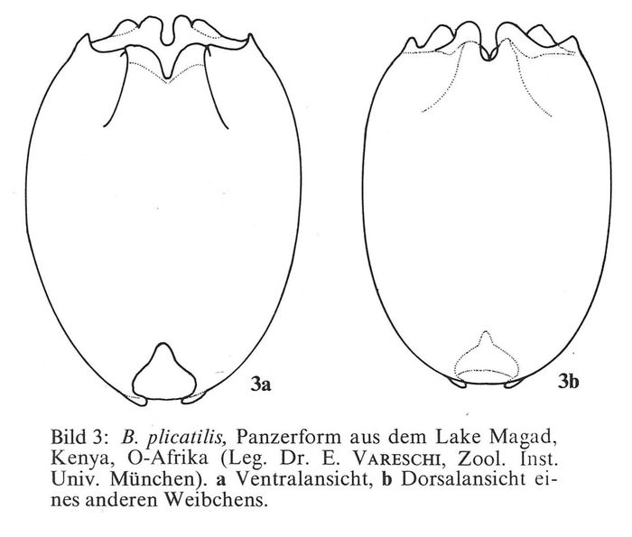 Brachionus cochlearis f. magadiensis