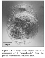 Brachionus cochlearis f. magadiensis