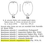 Brachionus plicatilis magadiensis - Original description image