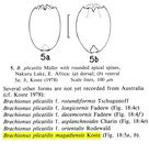 Brachionus plicatilis magadiensis - Original description image