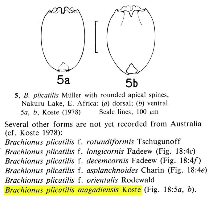 Brachionus plicatilis magadiensis - Original description image