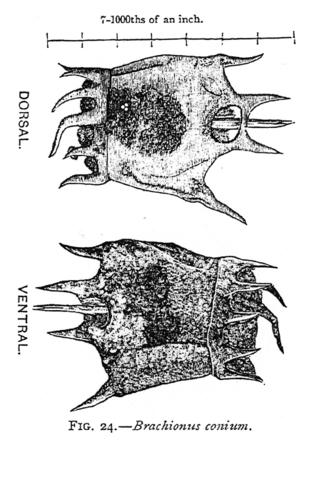 Brachionus conium - Original description image
