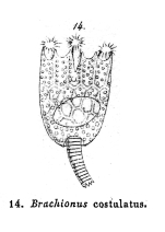 Brachionus costulatus