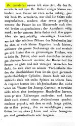 Brachionus costulatus - Original description image