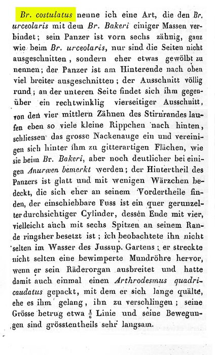 Brachionus costulatus - Original description image