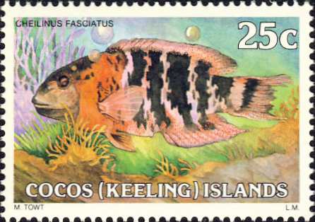 Cheilinus fasciatus Cheilinus fasciatus
