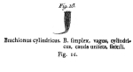 Brachionus cylindricus - Original description image