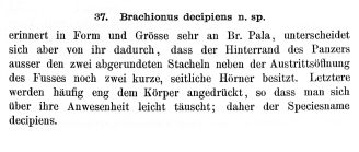 Brachionus decipiens
