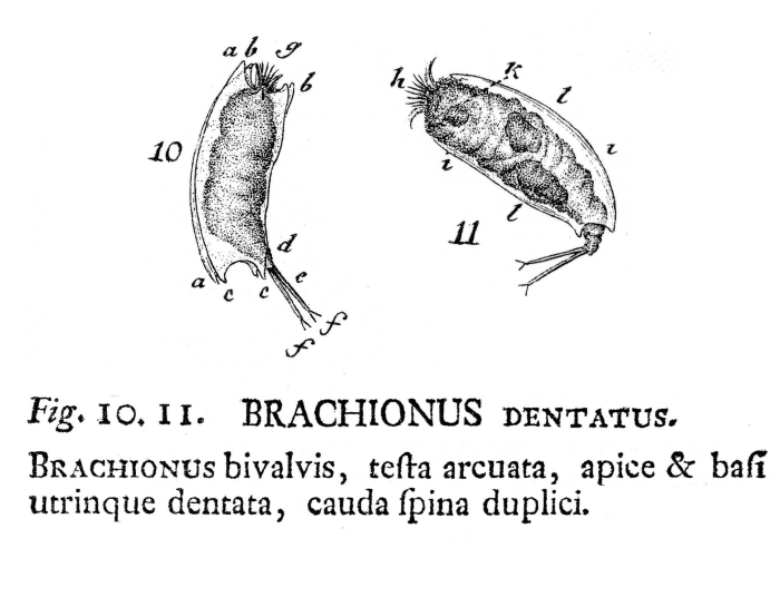 Brachionus dentatus - Original description image