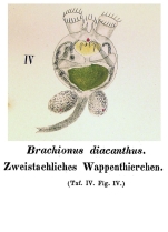 Brachionus diacanthus - Original description image
