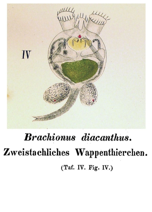 Brachionus diacanthus - Original description image
