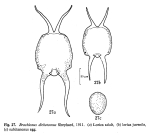 Brachionus dichotomus