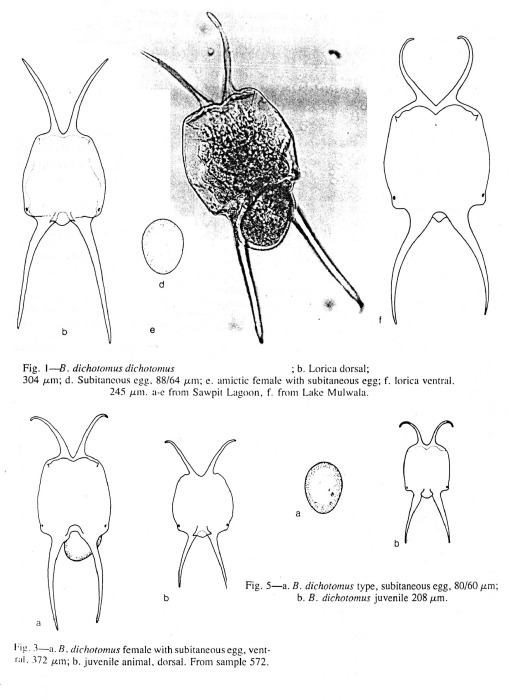Brachionus dichotomus