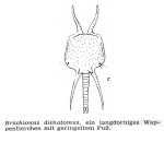 Brachionus dichotomus