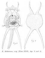 Brachionus dichotomus - Original description image