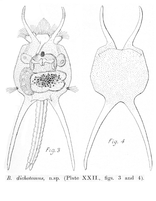 Brachionus dichotomus - Original description image