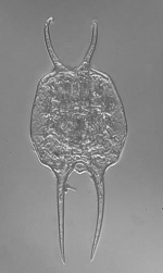 Brachionus dichotomus