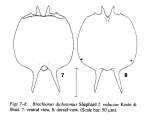 Brachionus dichotomus reductus