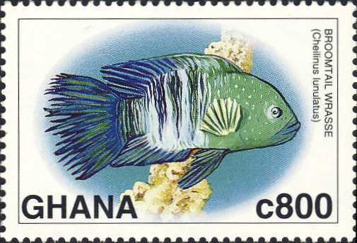 Cheilinus lunulatus Cheilinus lunulatus