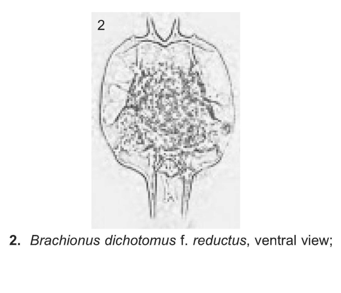 Brachionus dichotomus reductus