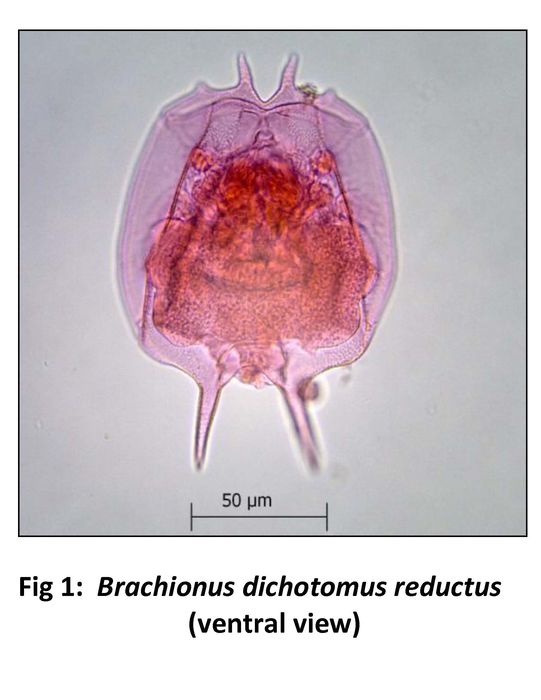 Brachionus dichotomus reductus