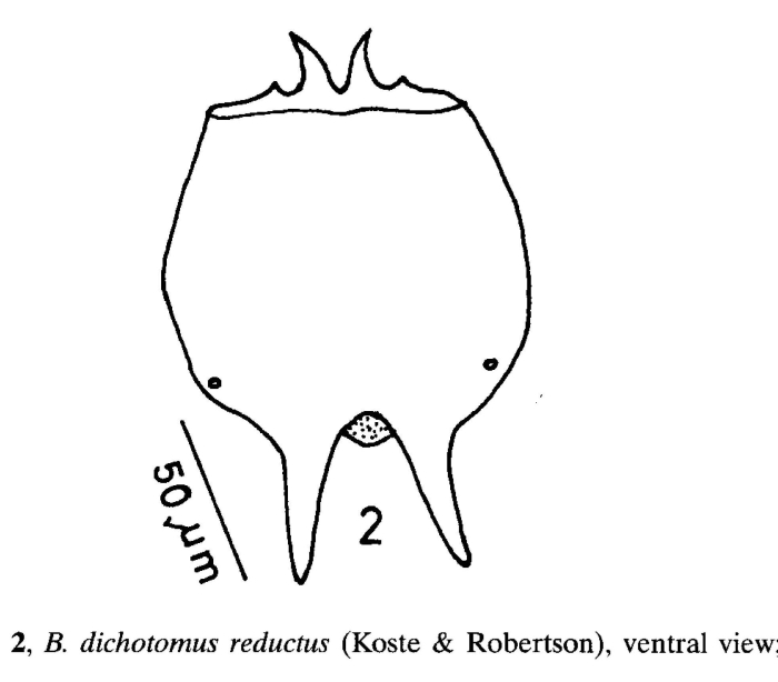 Brachionus dichotomus reductus