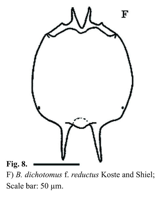 Brachionus dichotomus reductus