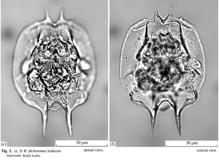 Brachionus dichotomus reductus