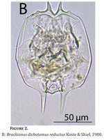 Brachionus dichotomus reductus